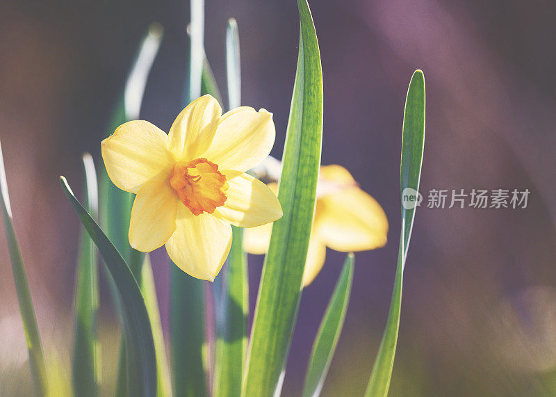 春天的水仙花[水仙]